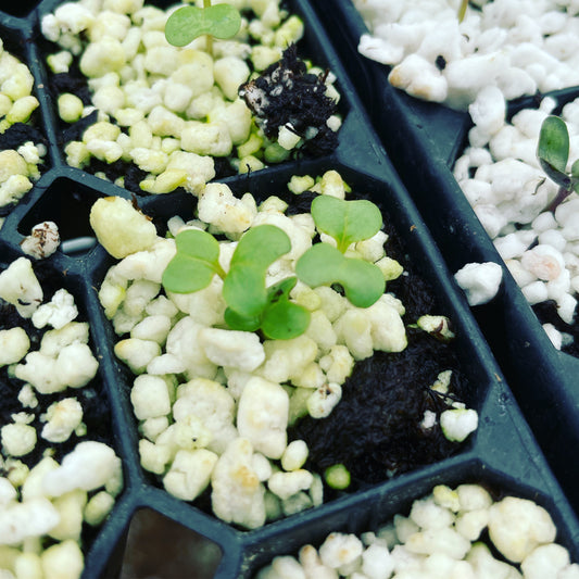 OUR FALL GARDEN PLANTING SCHEDULE