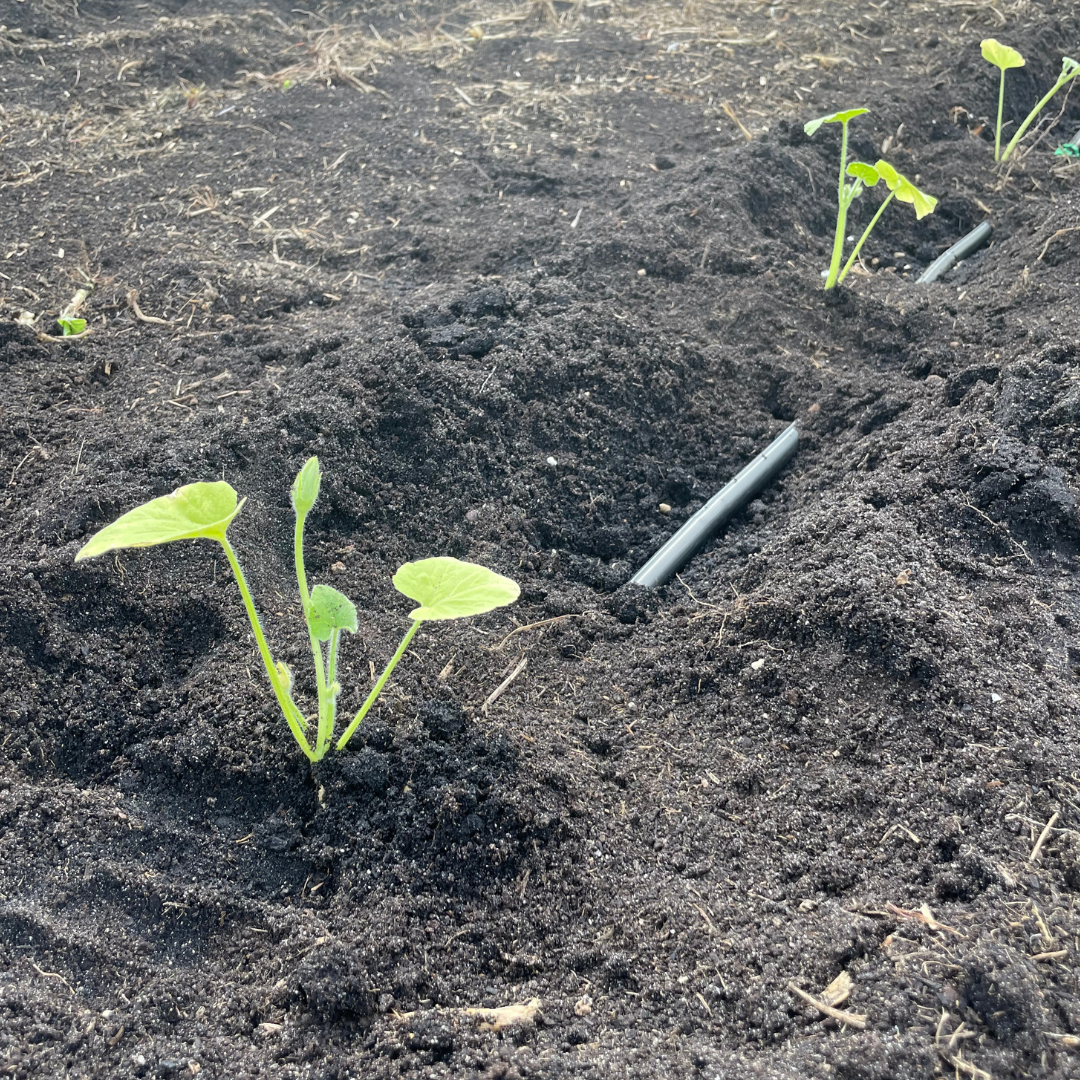 Drip Irrigation Checklist Blog
