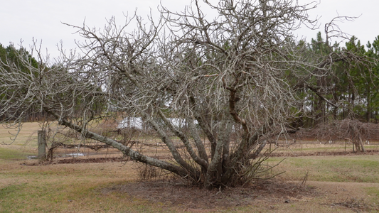 Huge Brown Turkey Fig Tree