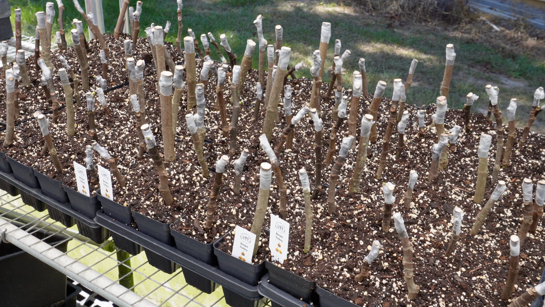 Choosing a Good Cutting for Fig Propagation
