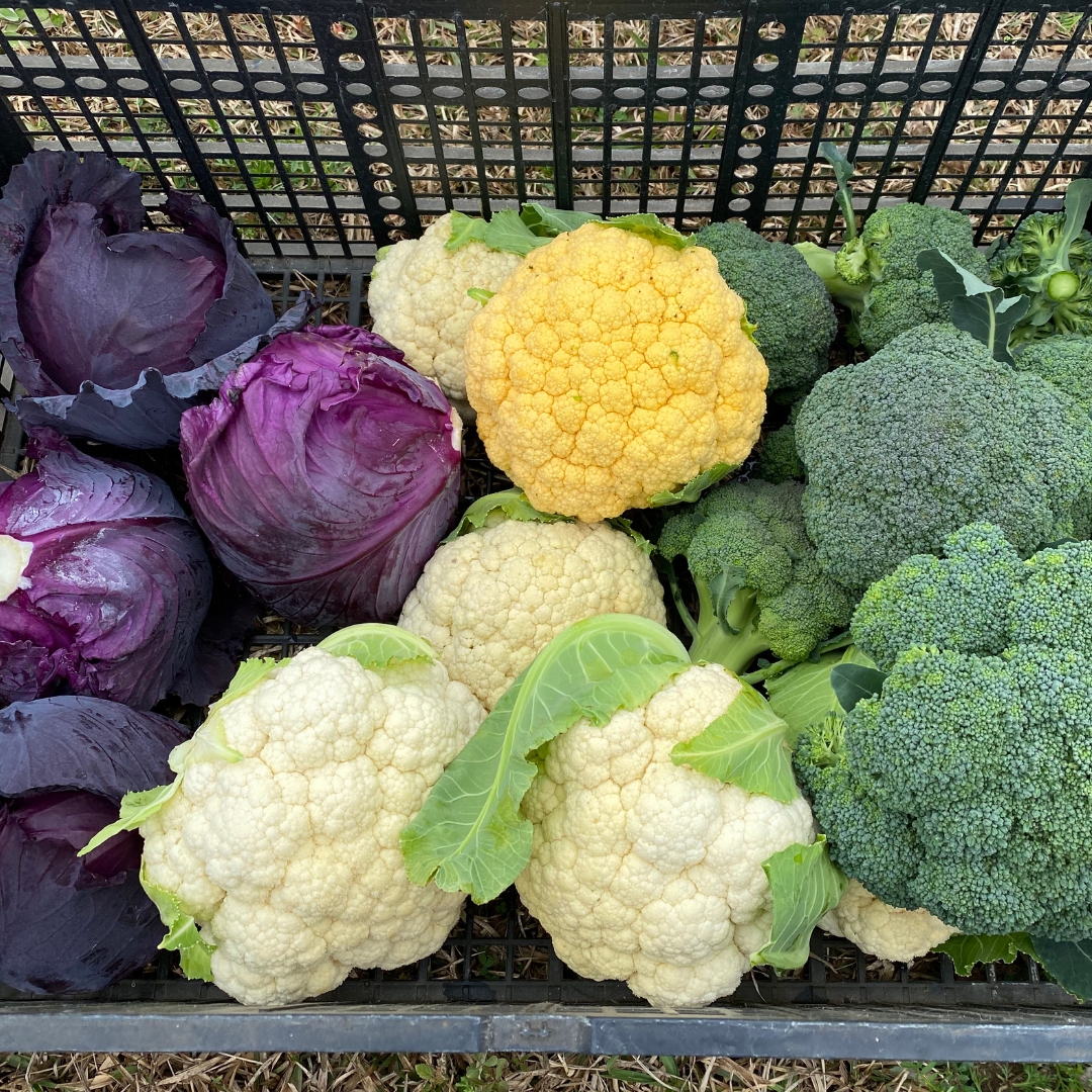 Fall Garden Fertilization Plan Using Organic Fertilizers