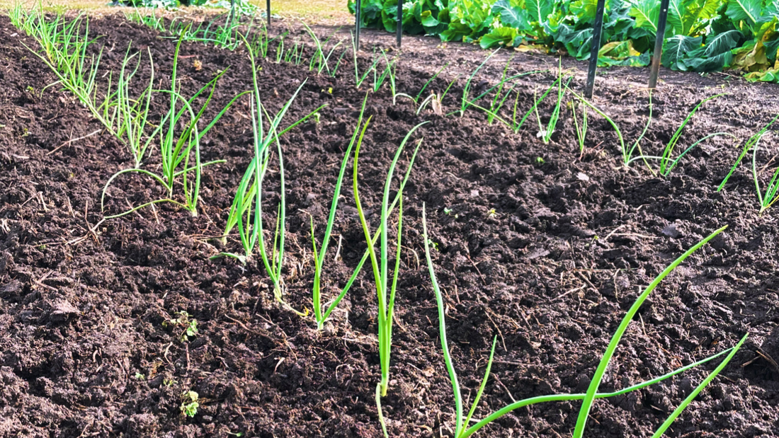 What Fertilizers to Use on Onions