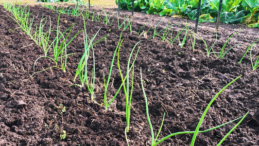 What Fertilizers to Use on Onions