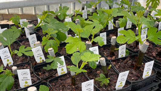 Fig Tree Propagation by Lazy Dog Farm