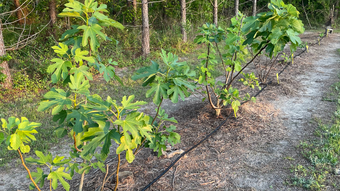 How Much Water Do Fig Trees Need?