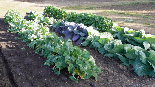 Gap Planting in the Vegetable Garden