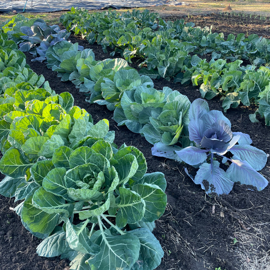 Debunking Gardening Myths About Fertilizer