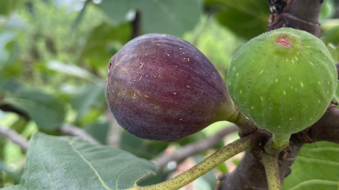 Malta Black Figs Ripening
