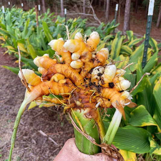 Massive Turmeric Root