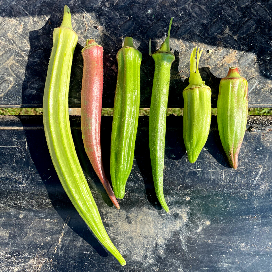 OUR 2021 OKREE TRIALS - GROWING 10 DIFFERENT VARIETIES OF OKREE