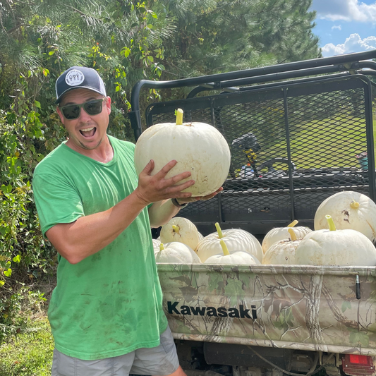 Polar Bear Pumpkin Harvest