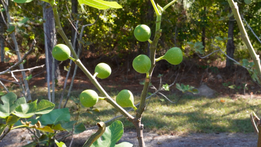 Pruning Old vs Young Fig Trees