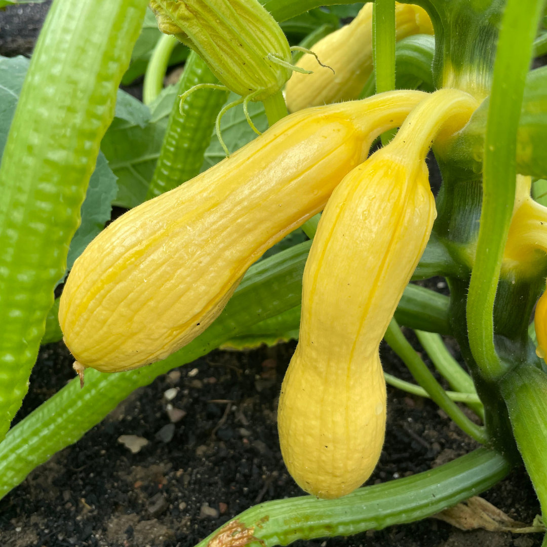 Summer Squash Ready to Harvest
