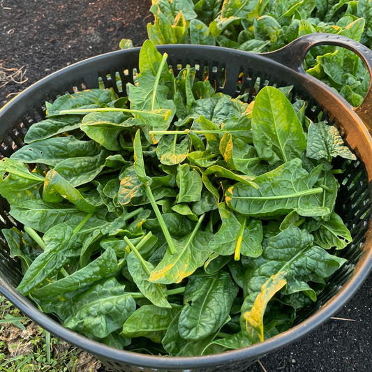 Sun Angel Spinach Harvest