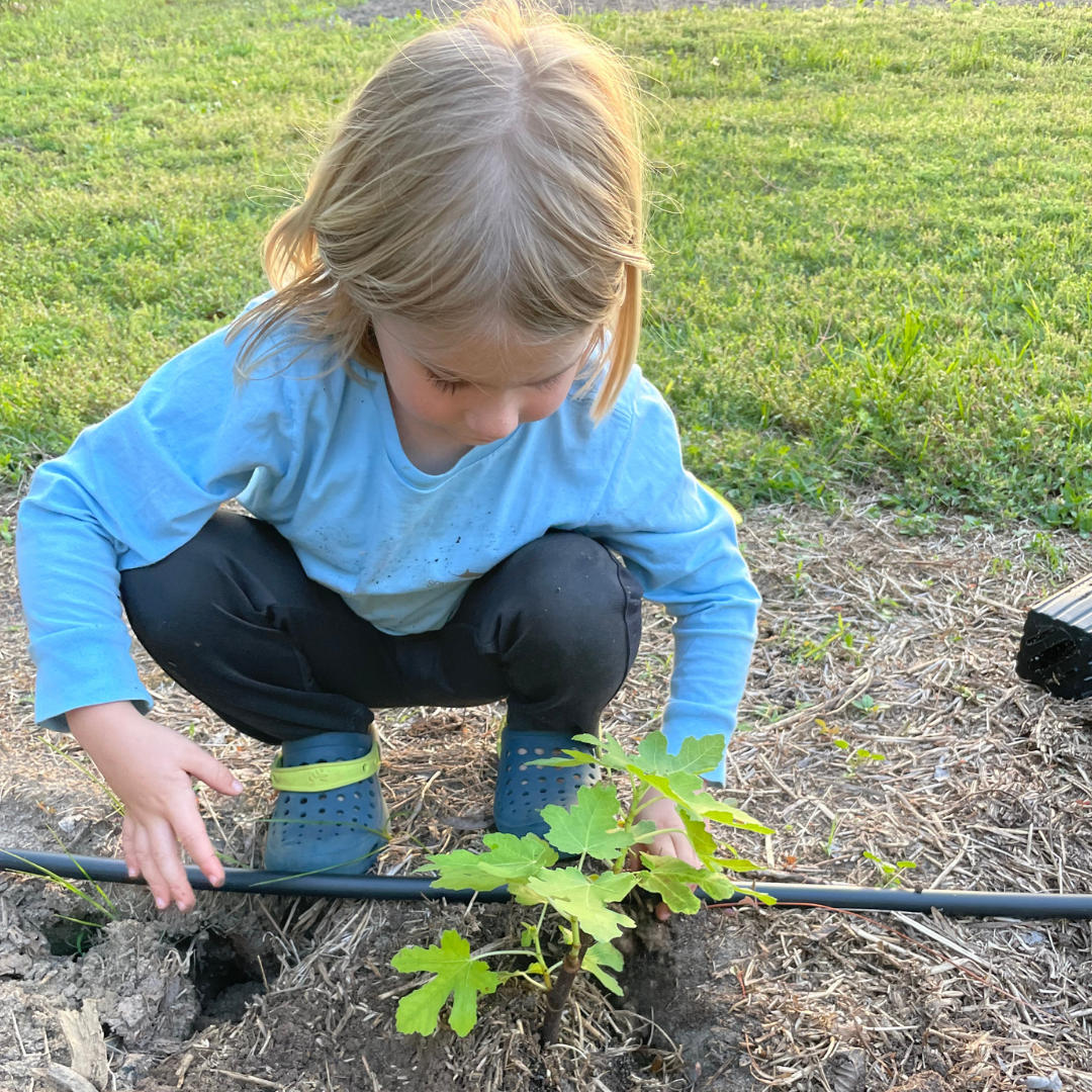 OUR NEW FIG TREE IRRIGATION SYSTEM