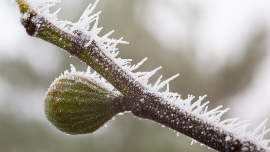 Fig Tree Winter Care Tips from Lazy Dog Farm