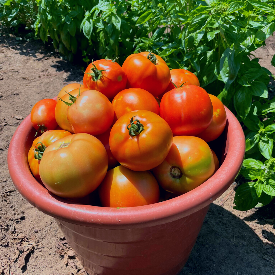 Tomato Seeds | Great Hybrid and Heirloom Varieties | Lazy Dog Farm