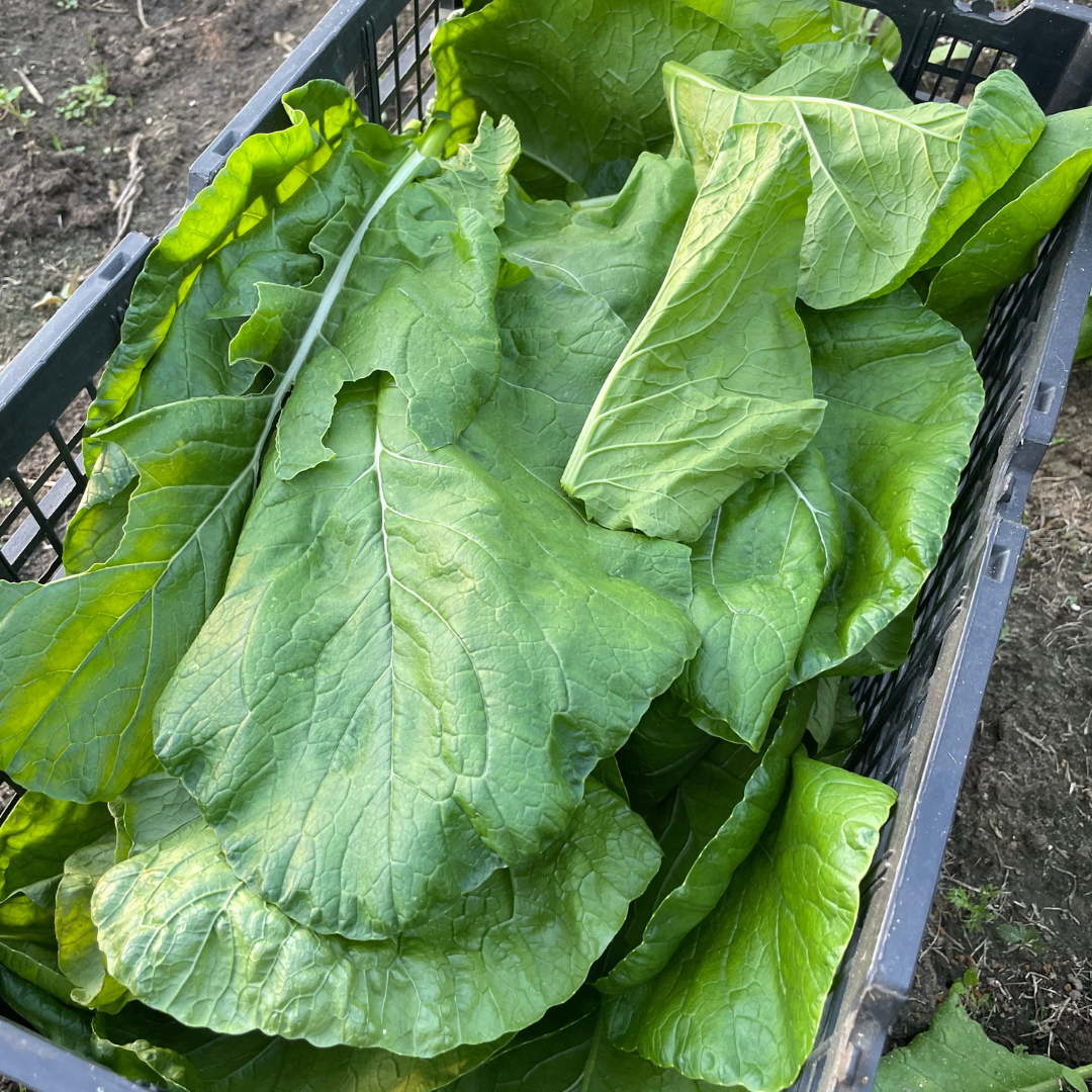 All Top Turnip Seed from Lazy Dog Farm