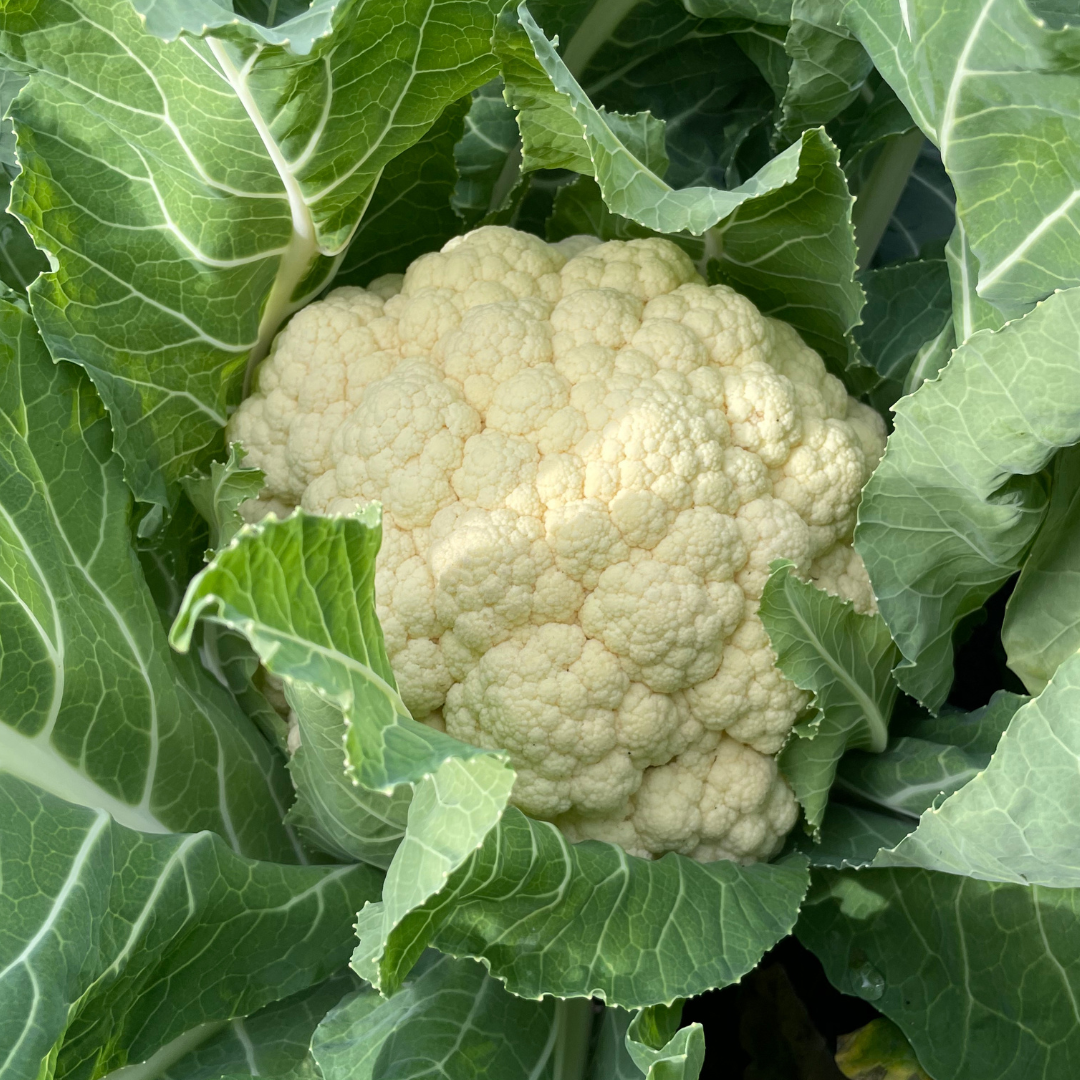 cauliflower plant seeds Amazing Cauliflower Seed