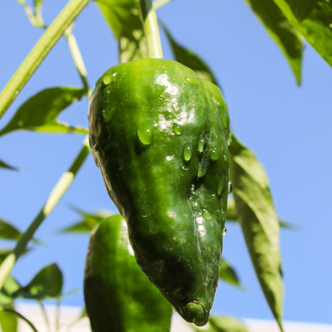 Baron Poblano Pepper Seed | Lazy Dog Farm