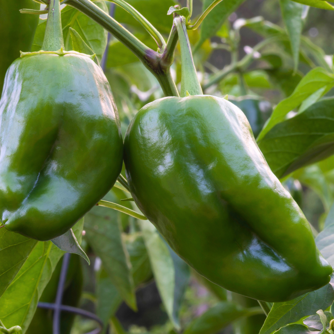 Bastan Poblano Pepper Seeds from Lazy Dog Farm