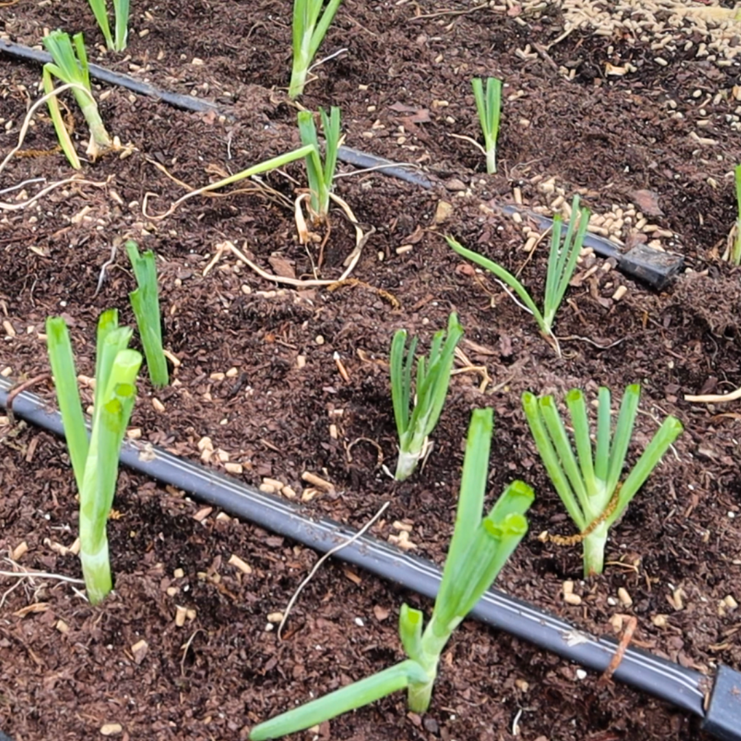 Raised Bed of Louisiana Evergreen Shallots