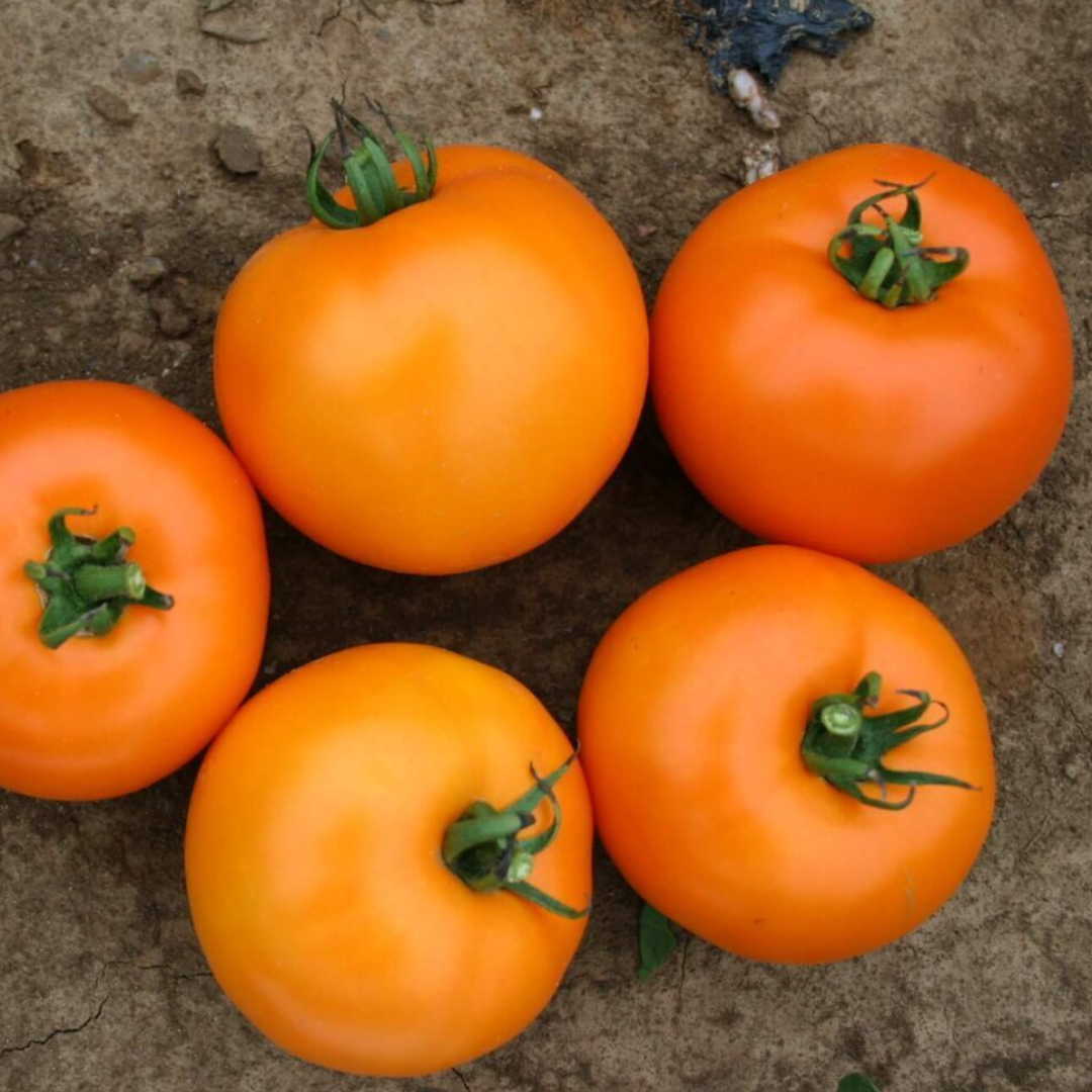 BHN 871 Gold Tomato Seed | Lazy Dog Farm