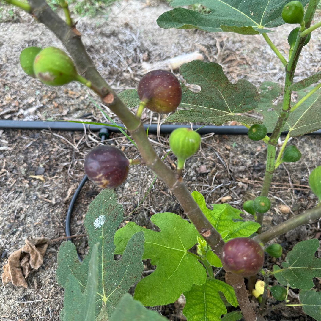 Black Bethlehem Fig Tree from Lazy Dog Farm