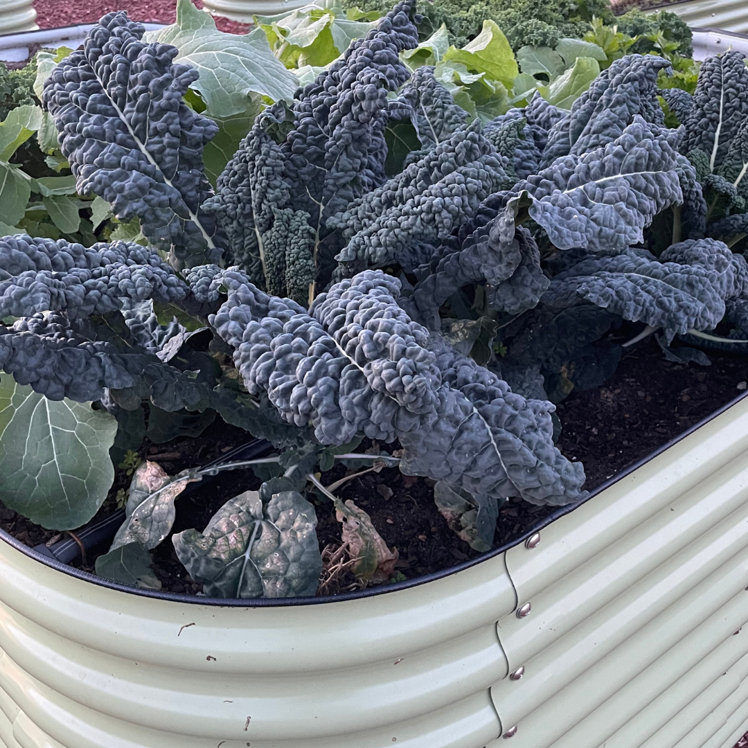 kale plant gone to seed Black Magic Kale Seed | The Best Dinosaur Kale