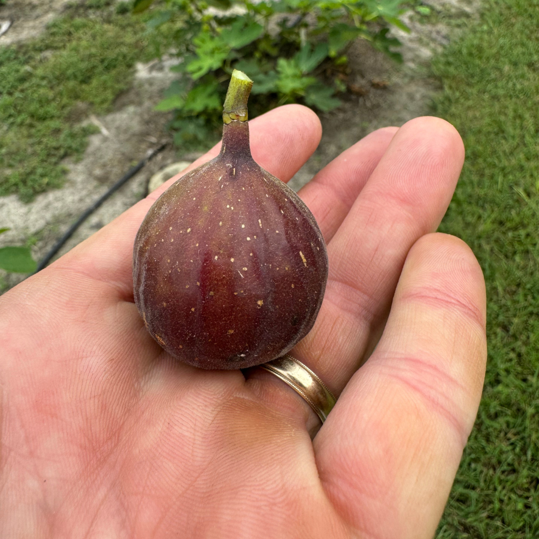 Black Triana Fig Tree from Lazy Dog Farm