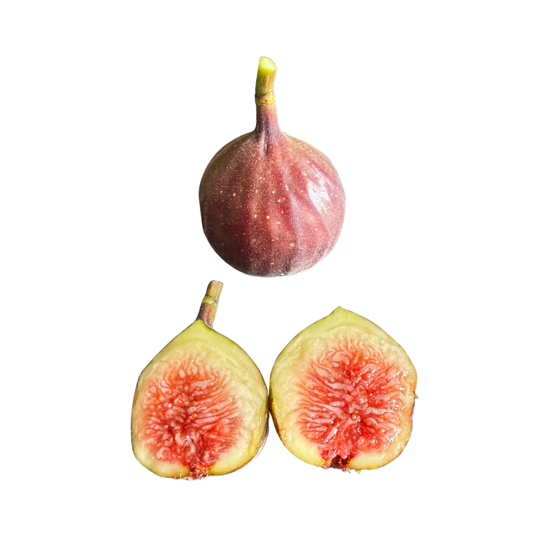 Black Triana Fig Tree from Lazy Dog Farm