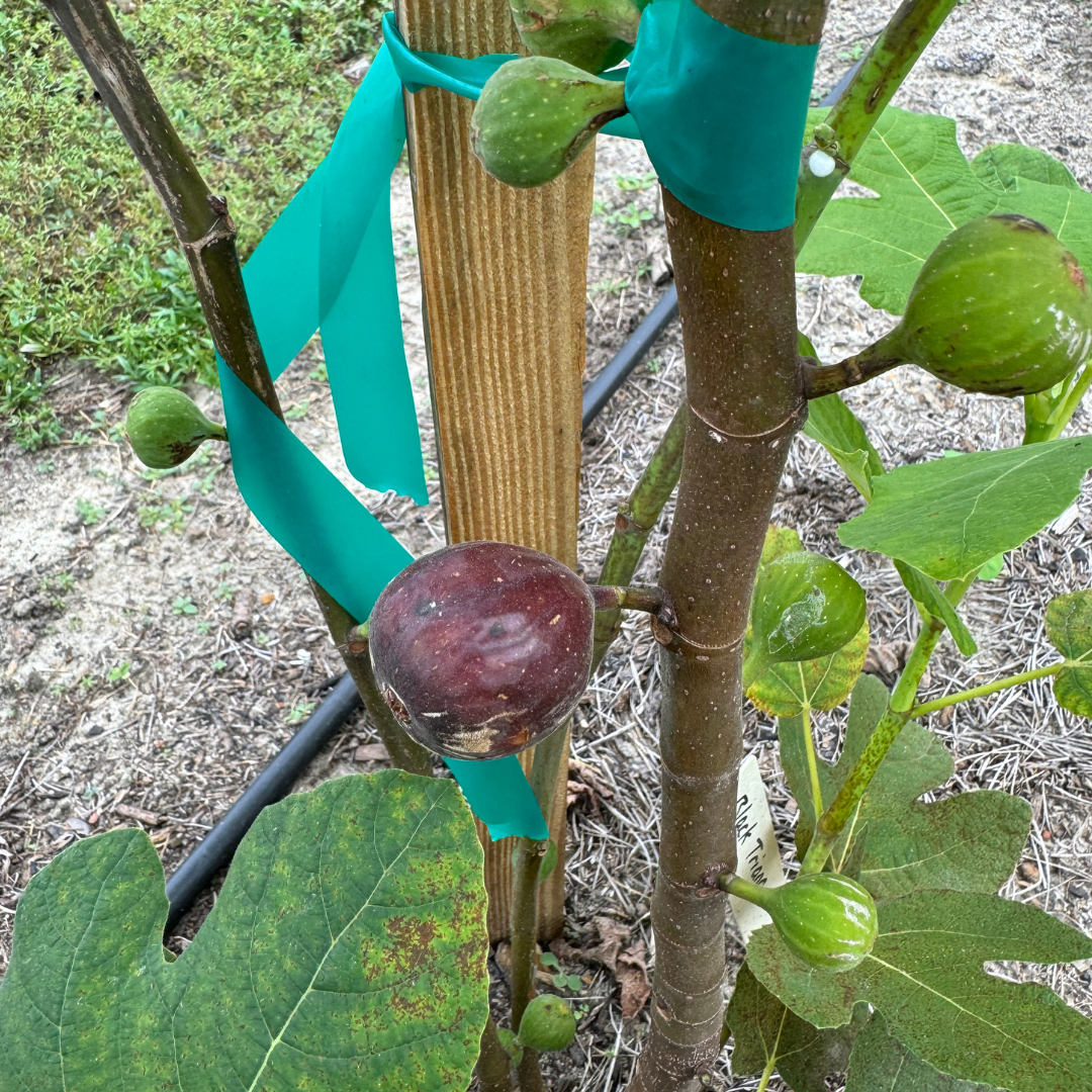 Black Triana Fig Tree from Lazy Dog Farm