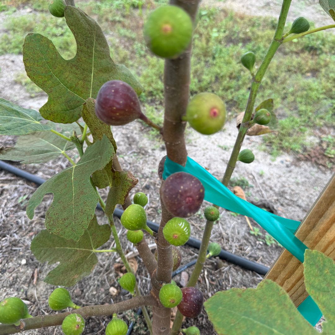 Black Triana Fig Tree from Lazy Dog Farm