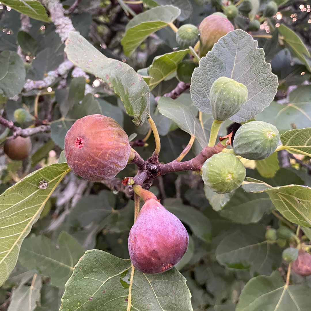 Brown Turkey Fig Trees from Lazy Dog Farm