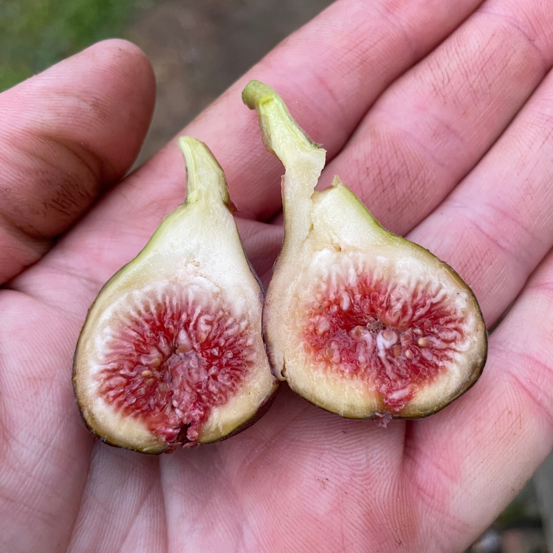 Brown Turkey Fig Trees from Lazy Dog Farm