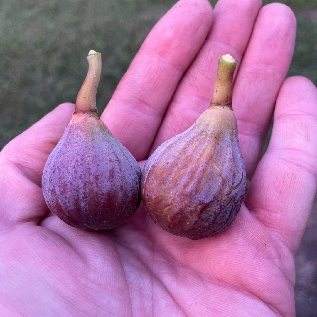 Brown Turkey Fig Trees from Lazy Dog Farm