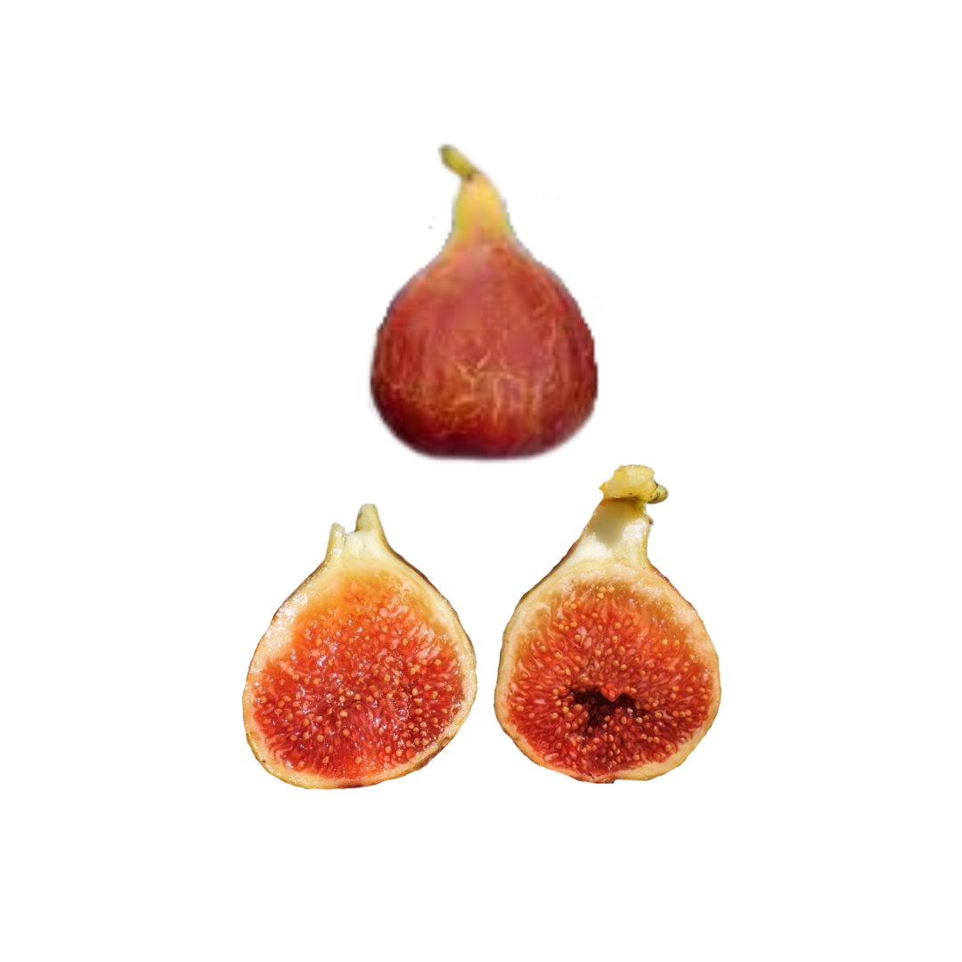 Capoll Curt Negra Fig Tree from Lazy Dog Farm