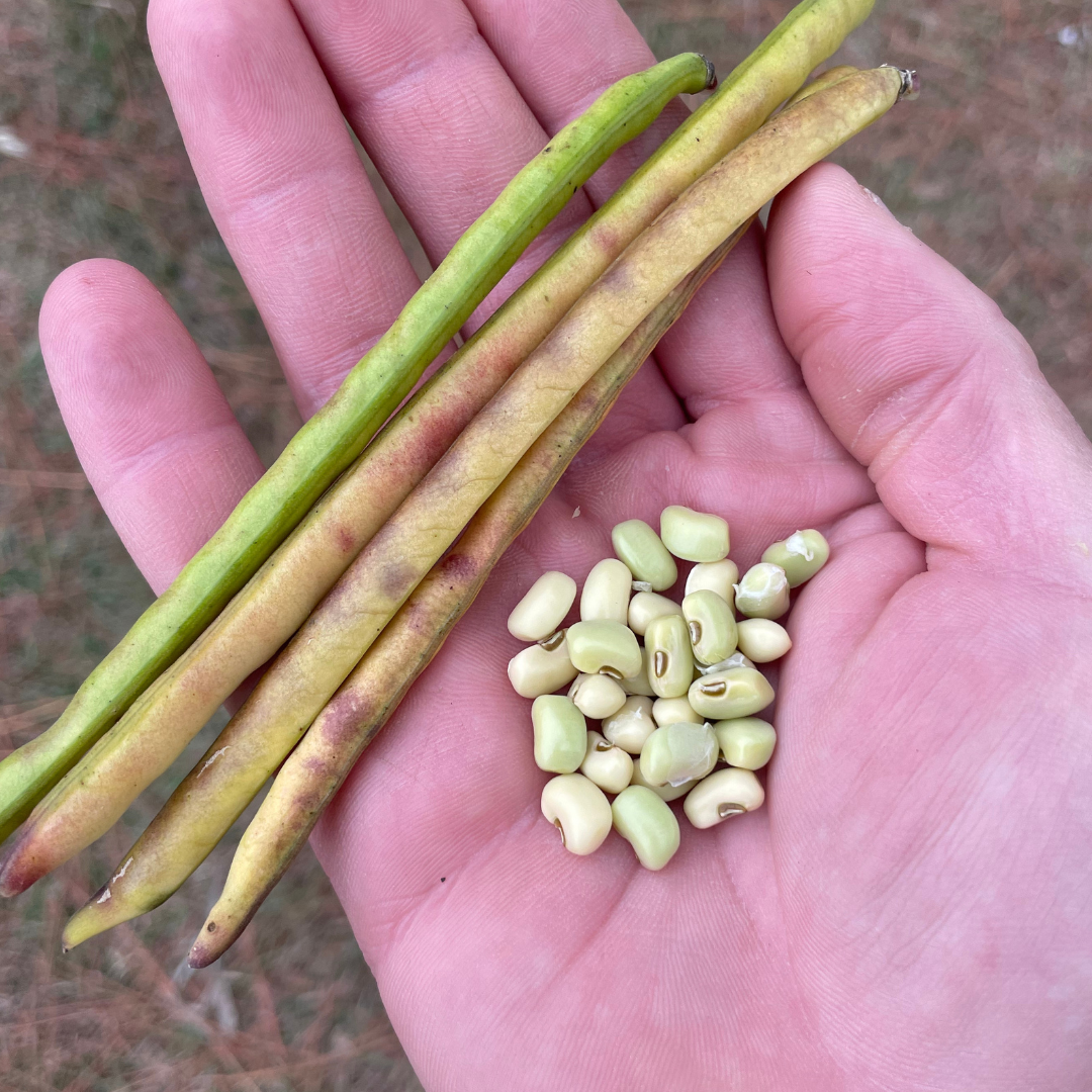 cowpea plant seeds Chackbay Cowpea Seed