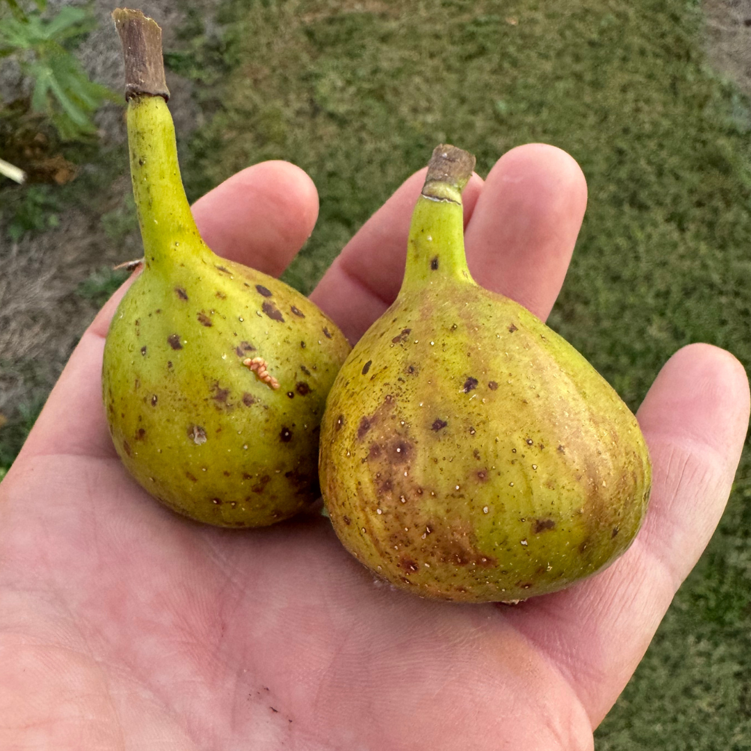 Coll de Dama Ciutat Fig Tree from Lazy Dog Farm
