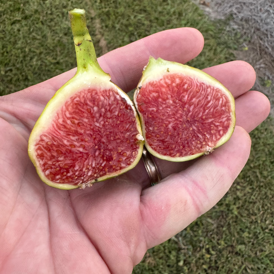 Coll de Dama Ciutat Fig Tree from Lazy Dog Farm