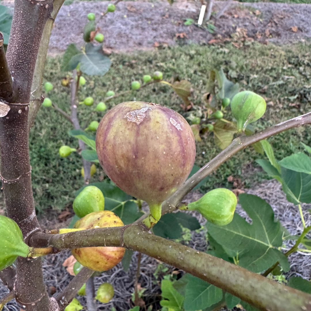 Coll de Dama Ciutat Fig Tree from Lazy Dog Farm