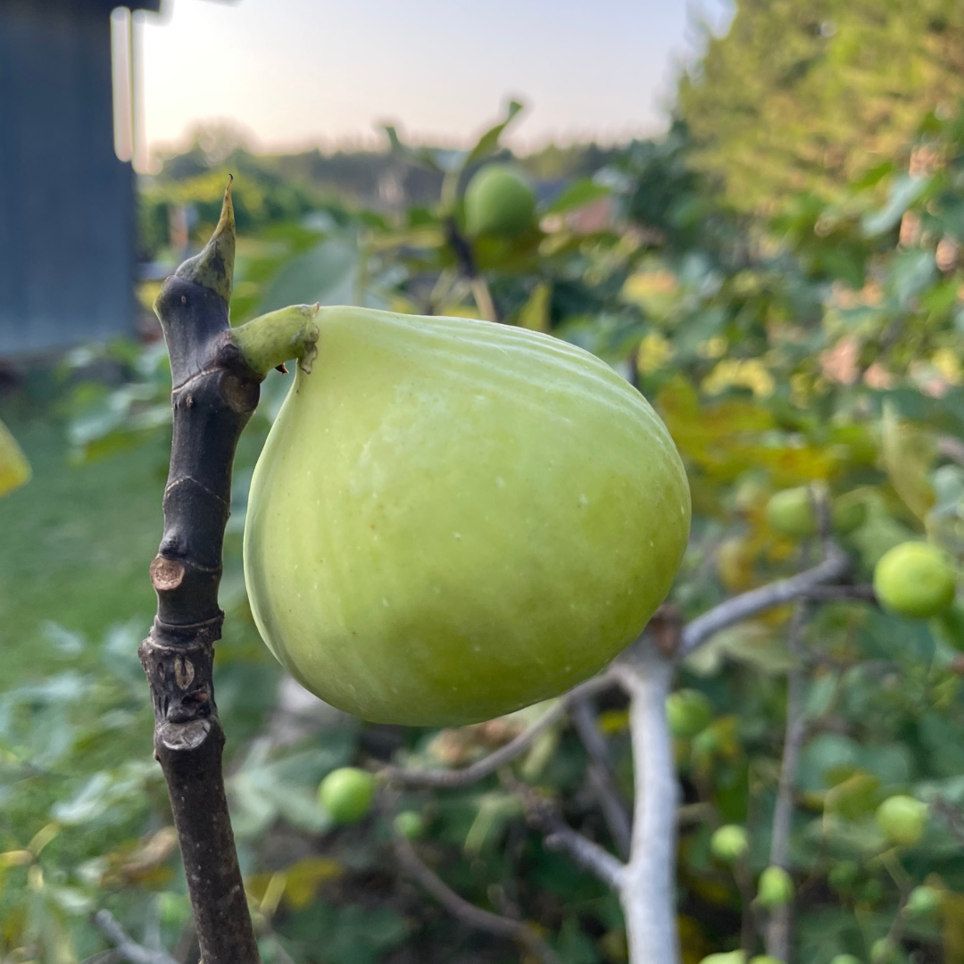 Conadria Fig Tree from Lazy Dog Farm