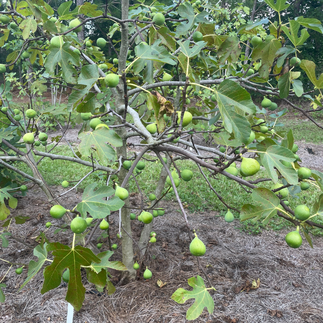 Conadria Fig Tree from Lazy Dog Farm
