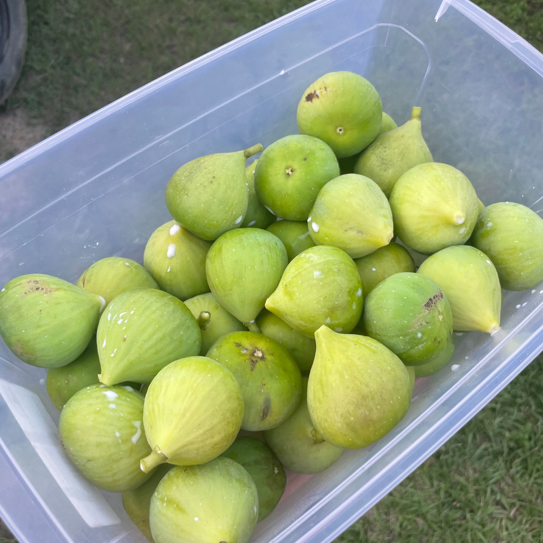 Conadria Fig Tree from Lazy Dog Farm