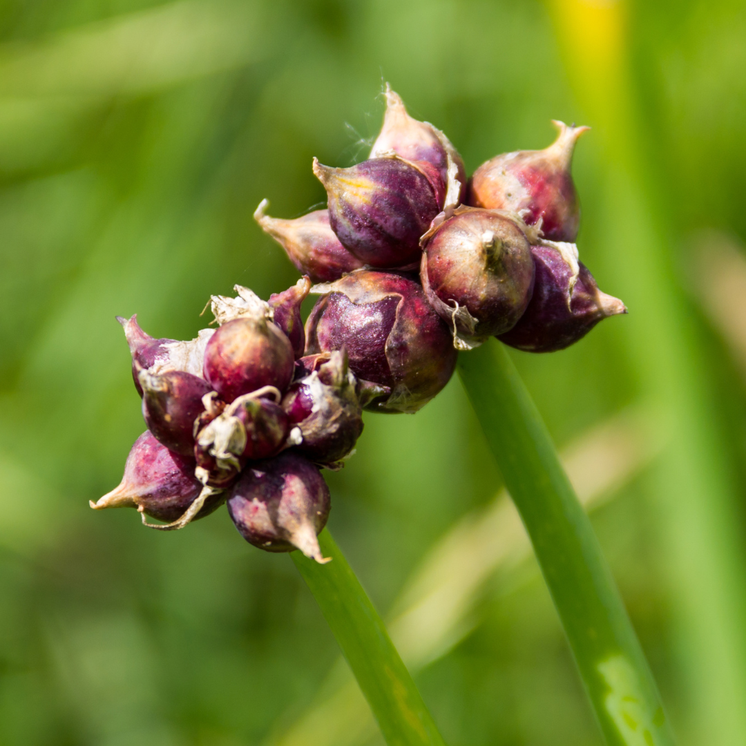 Egyptian Walking Onions Bulbing