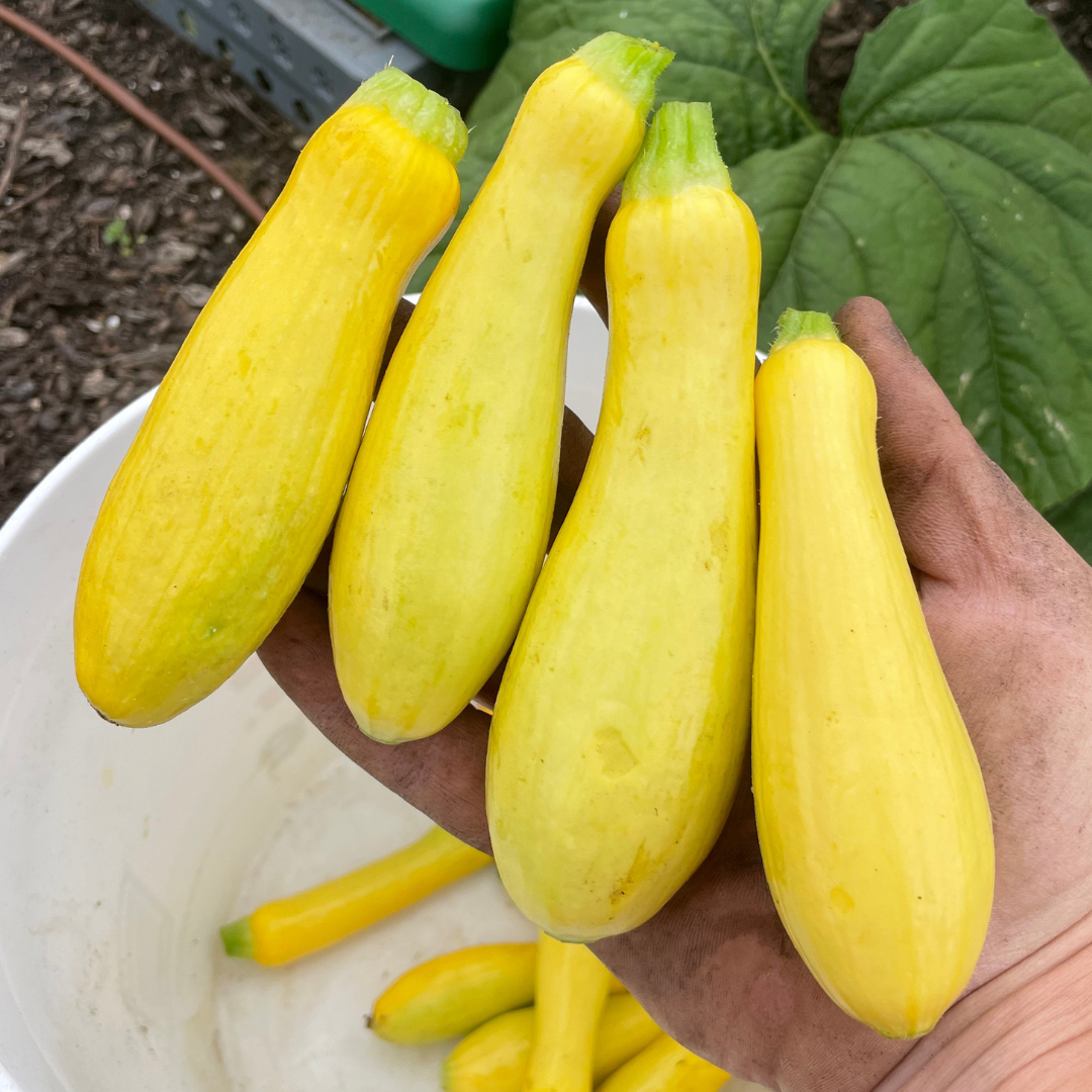 Enterprise Squash Seed from Lazy Dog Farm