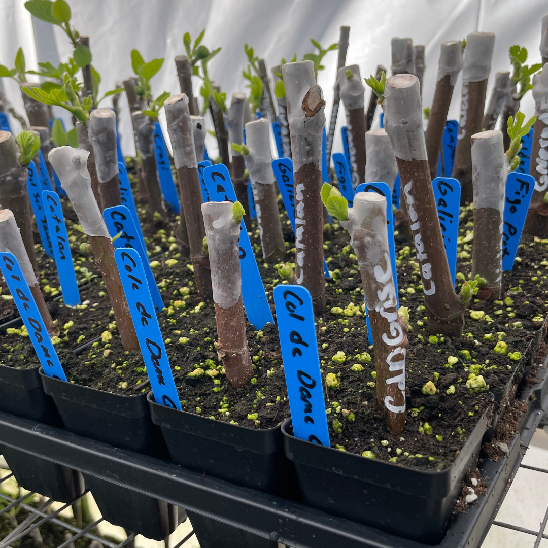 Garden Labels on Fig Trees in Greenhouse