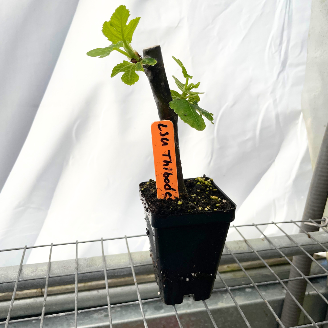 Garden Labels on LSU Fig Tree
