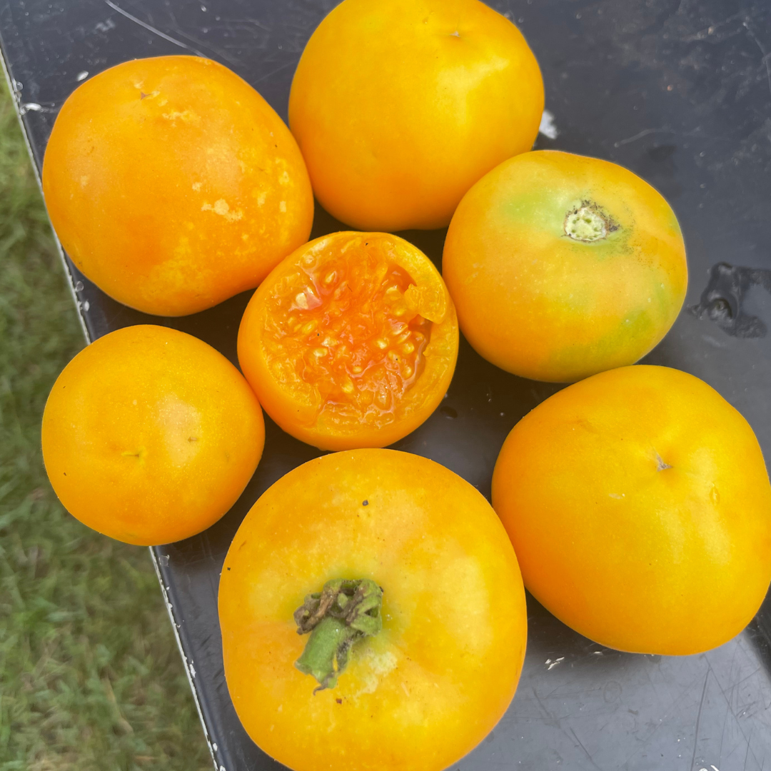 garden peach tomato seeds Garden Peach Tomato Seed