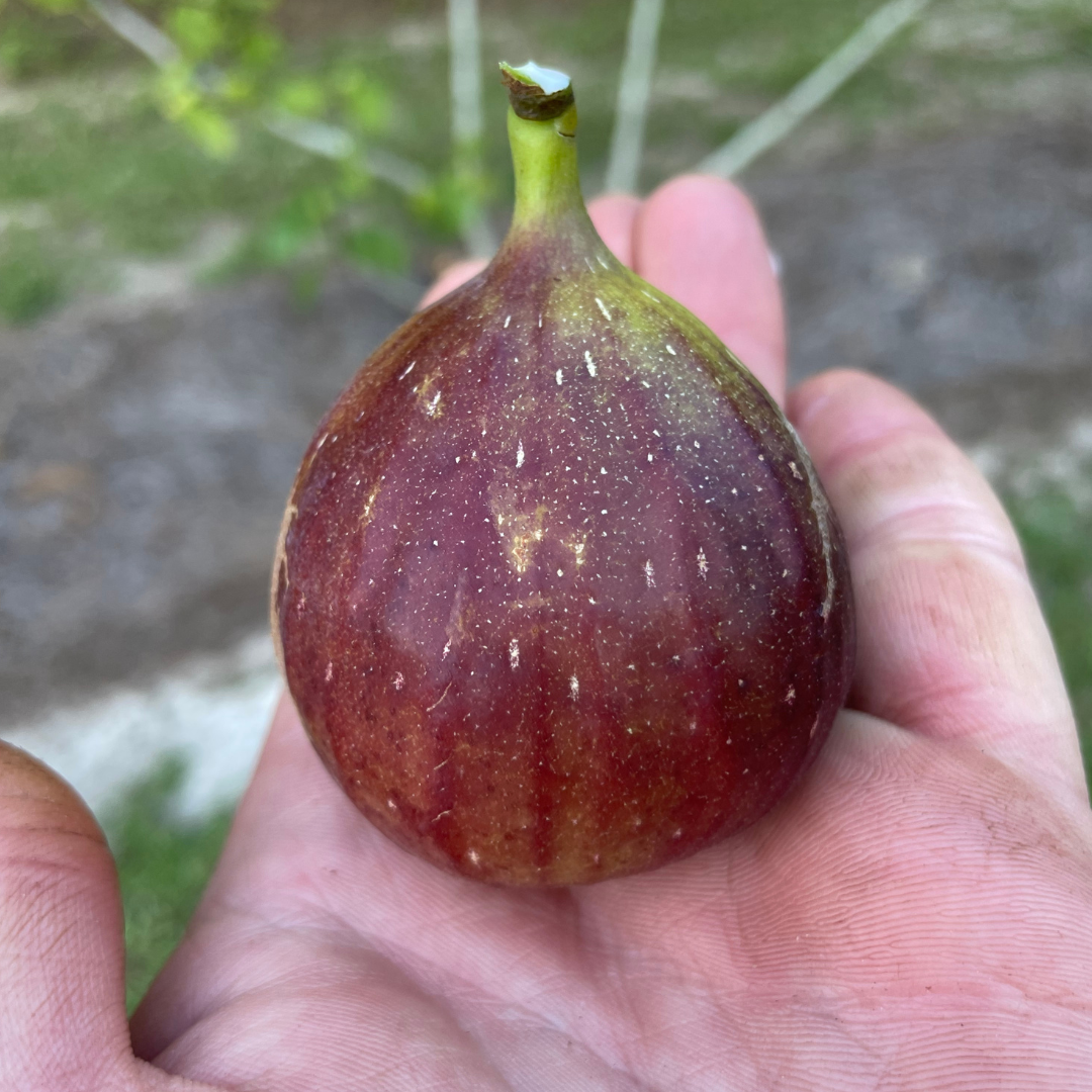 GE Neri Fig Tree from Lazy Dog Farm